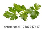 Parsley leaf. Parsley isolated on white background. Fresh Parsley twig closeup. Package design elements Flat lay. Top view.