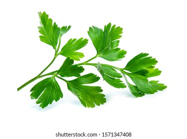 Parsley Leaf Isolated On White Background