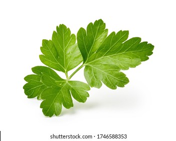 Parsley leaf isolated on white background