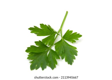 Parsley Leaf Isolated On White Background For Quick Selection. Full Flavor.