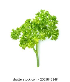 Parsley leaf or Petroselinum crispum leaves isolated on white background. Green leaves pattern    - Shutterstock ID 2085848149