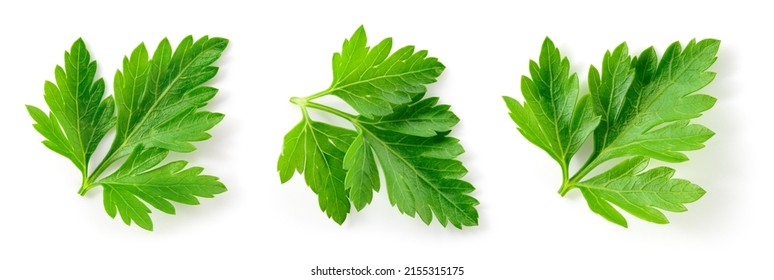 Parsley. Parsley leaves isolated. Parsley on white background. Top view. - Powered by Shutterstock