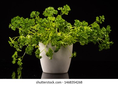 Parsley On A Black Shinny Floor