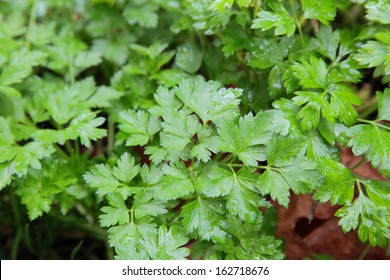 Parsley Plant In A Herb Garden