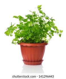 Parsley In A Pot Isolated On White Background