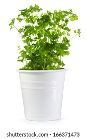 Parsley In A Pot Isolated On White Background