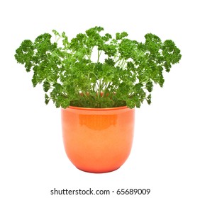 Parsley In A Pot Isolated On A White Background.