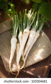 Parsley Root