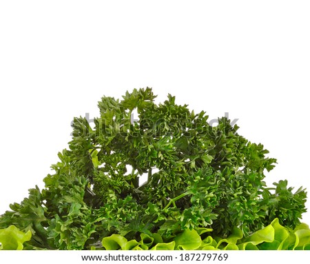 Similar – Image, Stock Photo parsley Parsley