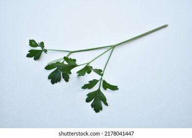 Parsley Sprig, Fresh Herb Garnish