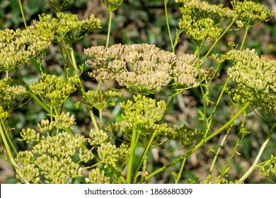 Parsnip Plant (Pastinaca Sativa) Flowering With Seeds Getting Ripe