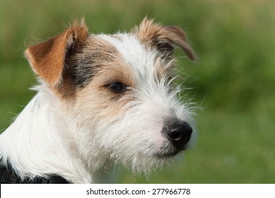 Parson Russell Terrier