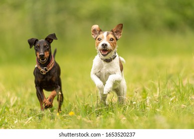 Parson Russell Terrier and black Manchester Terrier Dog. Two small beauty friendly dog are running together over a green meadow
