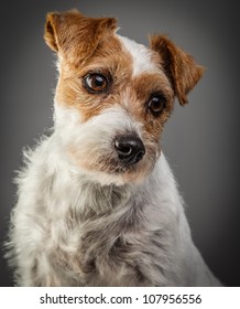 Parson Russell Terrier Portrait