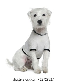 Parson Russell Terrier in white shirt, 1 and a half years old, in front of white background