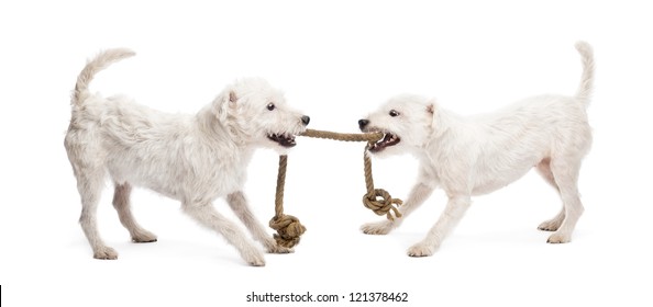 Parson Russell terriers playing with a rope against white background