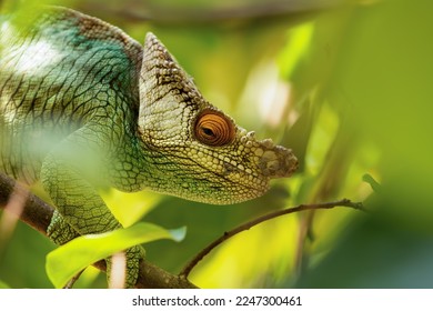 Parson's chameleon (Calumma parsonii) is a large endemic species of chameleon in the family Chamaeleonidae, male climbing on tree. Reserve Peyrieras Madagascar Exotic, Madagascar wildlife animal.
