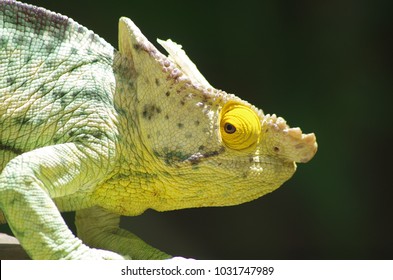 Parson's Chameleon Madagascar Nosy Be