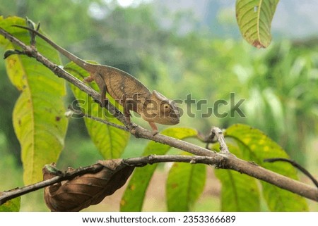 Parson's chameleon on the branch in Madagascar national park. Calumma parsonii is slowly walking in the forest. Animals who can change the color of the skin. 