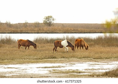 Part of a band of wild horses browses on marsh grasses at the edge of Petuxent Bay at Assateague Island National Seashore in eastern Maryland, USA.
