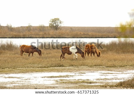 Part of a band of wild horses browses on marsh grasses at the edge of Petuxent Bay at Assateague Island National Seashore in eastern Maryland, USA.