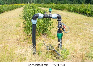 Part of the blueberries farm drip irrigation system.