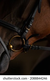 Part of the brown horse's head closeup on dark background. Horse in a black bridle with gold metal inserts. - Shutterstock ID 2088844246