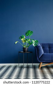 Part Of A Dark Sofa Next To A Monstera Deliciosa Plant Standing On A Table Against Monochromatic Navy Blue Wall In Contemporary Living Room Interior. Checkerboard Floor. Copy Space. Real Photo