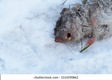 Part Of Dead Body Of Brown Hair Rat Animal On Winter White Snow Background