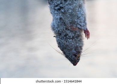 Part Of Dead Body Of Brown Hair Rat Animal With Winter Cold White Ice Snow On River Water Background