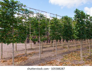 Part of a Dutch tree nursery specialized in espalier trees.