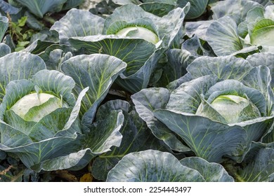 Part of the field of the white cabbage of the late variety in autumn morning in selective focus - Shutterstock ID 2254443497