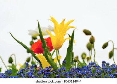 Part Of Flower Bed With Spring Flowers, Blooming Yellow Tulip, Poppy Bud And One Blossom Poppy And Many Tiny Forget-me-no, Isolated On White Background, Closeup.