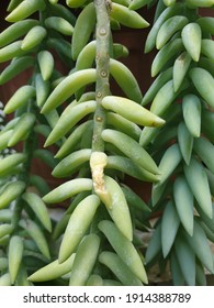 A Part Of Green Donkey Tail Plant (Sedum Morganianum