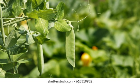 Part of a green peas plant with growing pods and some copy space on a vegetation background - Shutterstock ID 618319982
