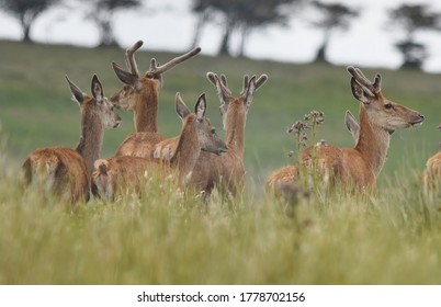 Part Of A Herd Of Deer In Exmoor National Park. 
