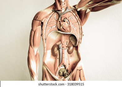 part of human body model with old style