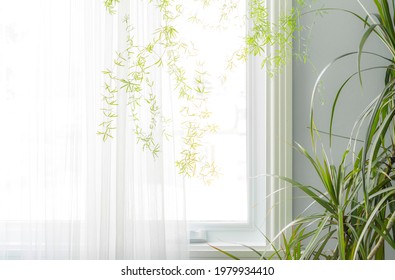 Part Of The Interior, Green Houseplants By The Window With A Translucent White Curtain