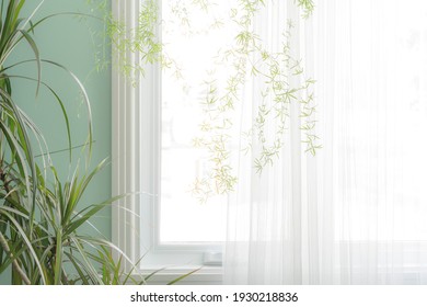 Part Of The Interior, Green Indoor Plants By The Window With A Translucent White Curtain