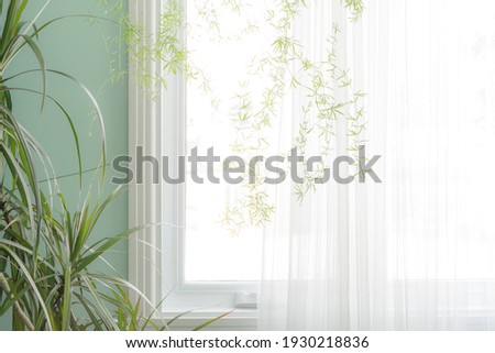 Part of the interior, green indoor plants by the window with a translucent white curtain