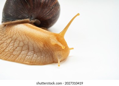 Part Of A Large Land Snail On A White Background. Unusual Pets. Unconventional Cosmetology And Medicine.