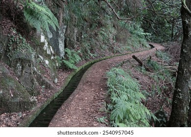 Part of the Levada dos Cedros between Fanal and Curral Falso