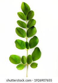 Part Of Moringa Plant Isolated On White Background
