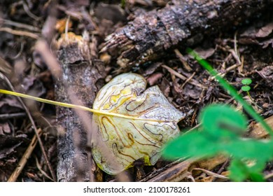 Part Of My Forest And Field Walkabout Series