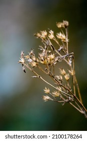 Part Of My Forest And Field Walkabout Series