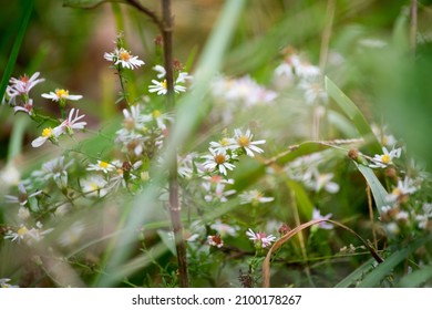 Part Of My Forest And Field Walkabout Series