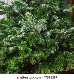 Part Of Nordmann Fir Tree