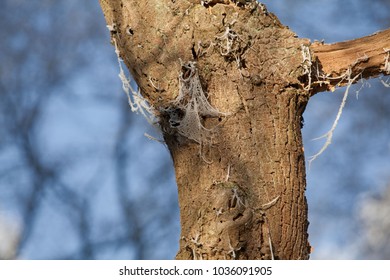 part of an oak tree trunk in a forest with frozen spider web in sunlight in front of blue sky - Shutterstock ID 1036091905
