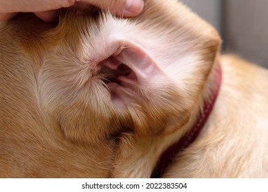 Part Of Pet Body Interior Of Dog’s Ear Holding Open For Cleaning At A Vet Visit, Yellow Dudley Labrador Or Golden Retriever Wearing Red Collar, Dog Healthcare And Skin Allergy Concept