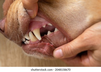 Part of pet body Interior of yellow Dudley Labrador or golden retriever dog mouth hand holding open for checkup at a vet visit with yellow tartar start to buildup, healthcare and pet dental health